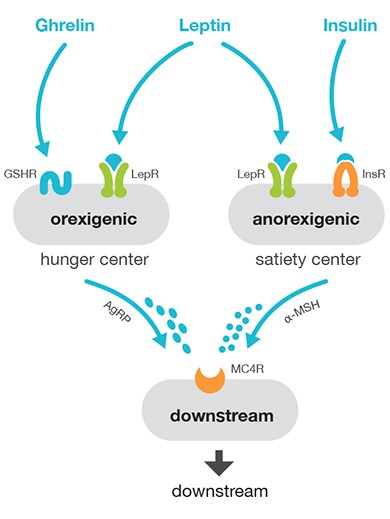 5HT2C-and-MC4R-content-photo-1