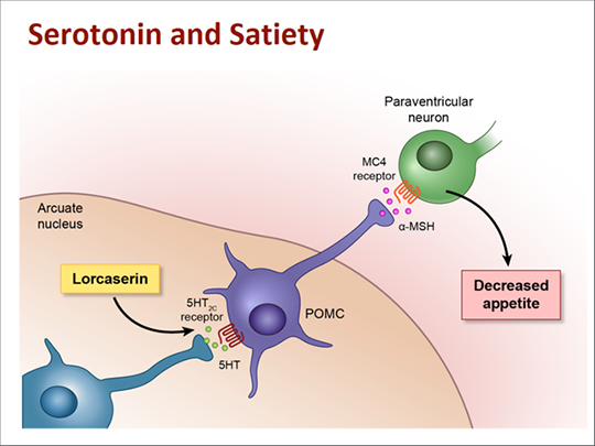 5HT2C-and-MC4R-content-photo-2