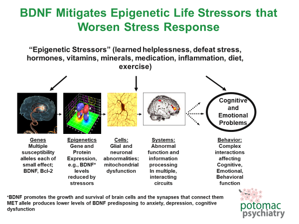 BDNF-Life-Stressors_Depression-Dosent-Exist