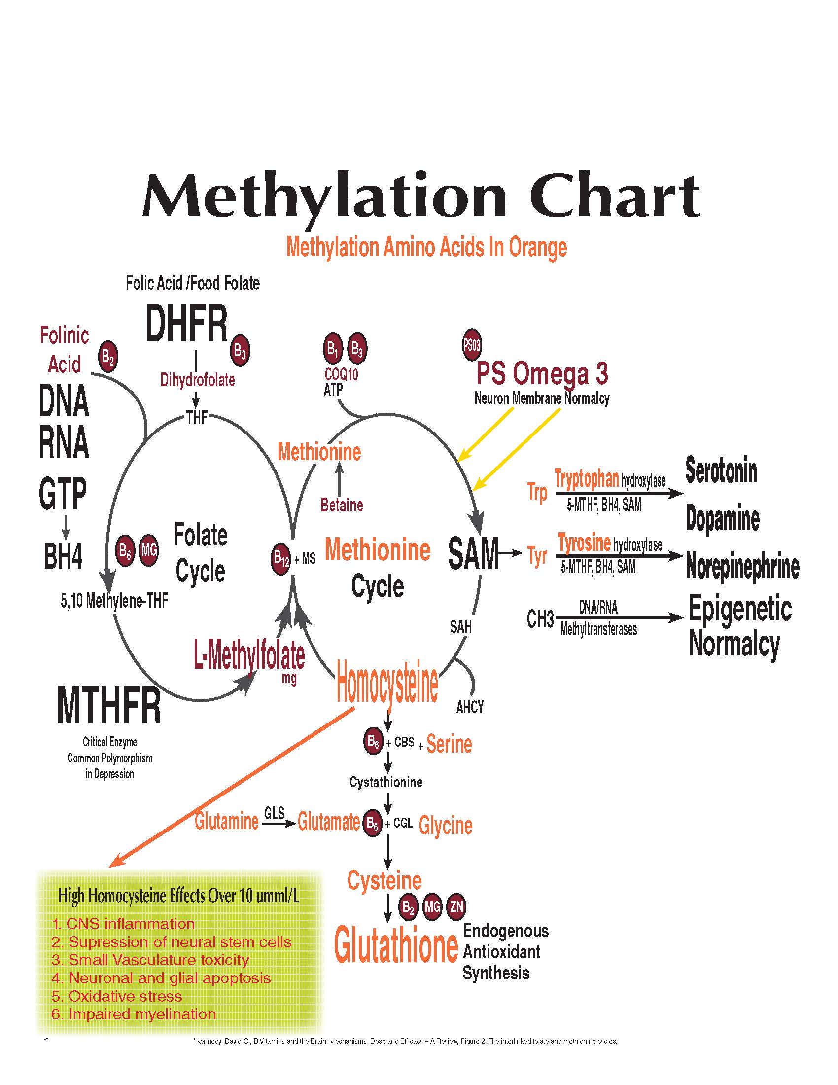 Methylation Chart Amino Acids
