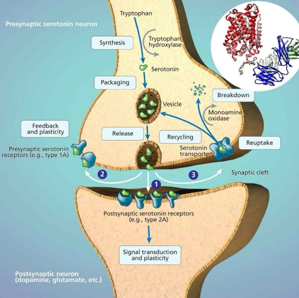 SLC6A4 gene serotonin transporters