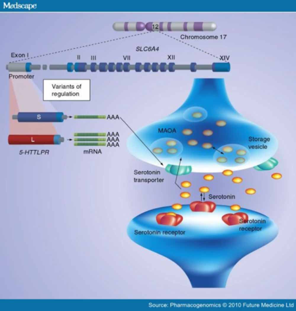 SLC6A4-gene