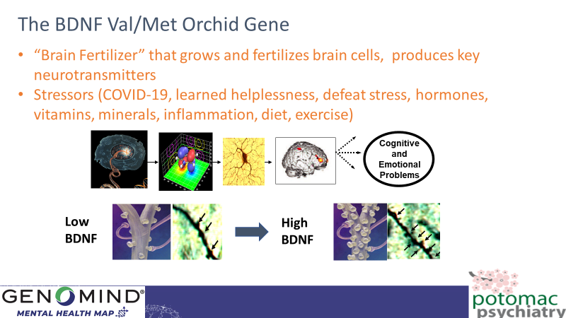 The-BDNF-Val-Met-Orchid-Gene