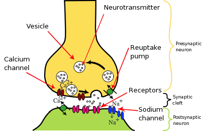 reuptake-pump